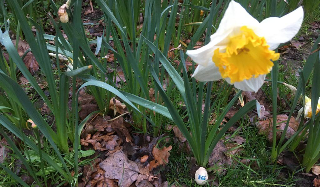 A photo of a daffodil. It is standing on some brown leaves. Leaning on its stem is a little creme egg. The following writing can be read on the egg: 'EGG'